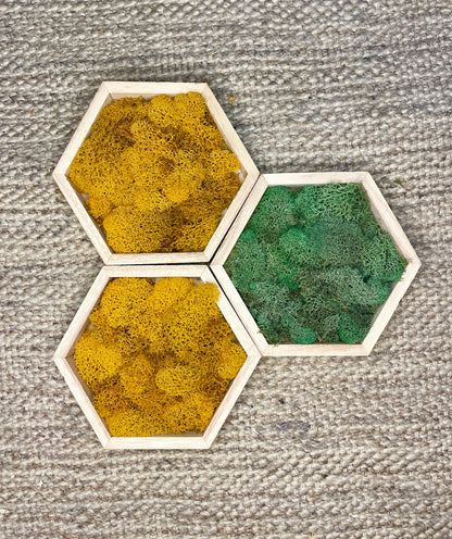 Moss Wall Art | Preserved Moss Wall Decor  | One to Set of Twelve | Honeycomb Set | Colours Displayed in Pictures