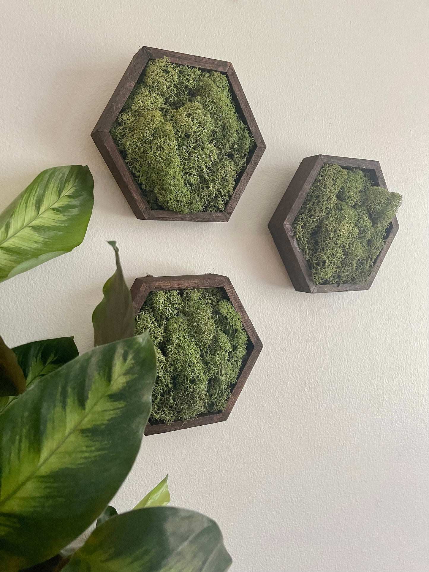 Moss Wall Art  | Preserved Moss Wall Decor  | Moss Home Decor | Wood Hexagon Honeycomb | Green