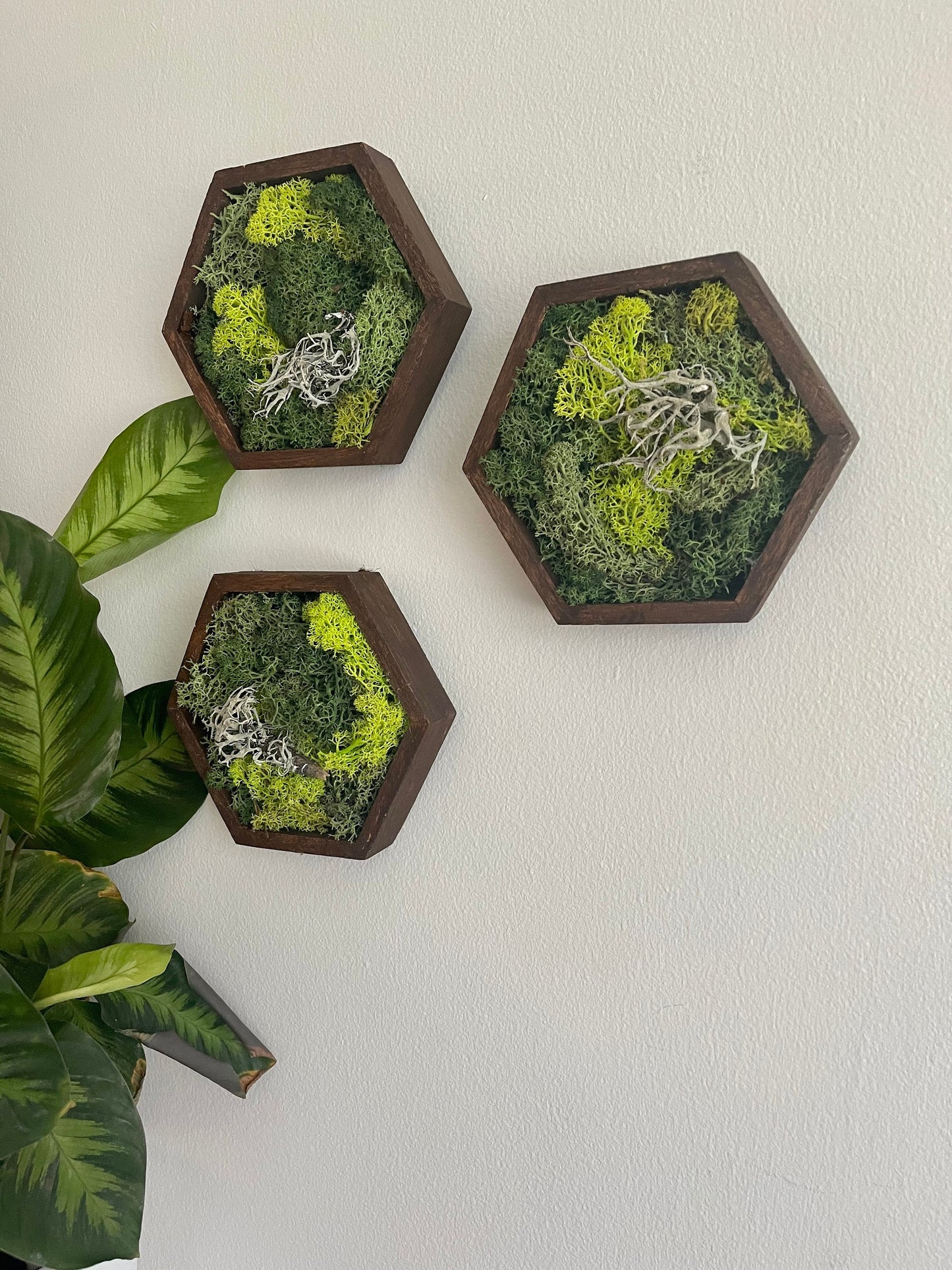 Moss Wall Art | Preserved Moss Wall Decor | Honeycomb Moss Decor | Single to Set of Twelve | Wood Hexagon | Green Reindeer Moss