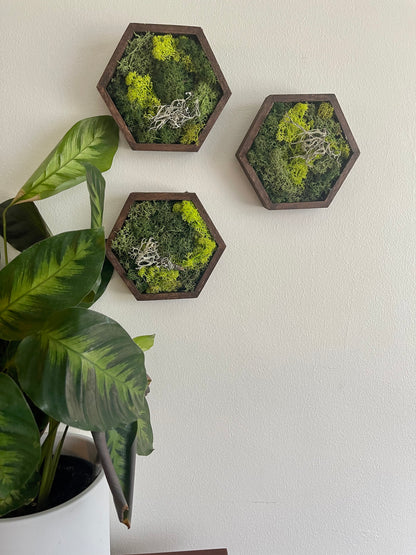 Moss Wall Art | Preserved Moss Wall Decor | Honeycomb Moss Decor | Single to Set of Twelve | Wood Hexagon | Green Reindeer Moss