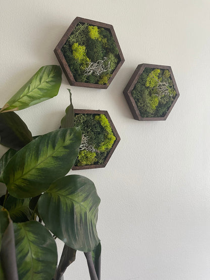 Moss Wall Art | Preserved Moss Wall Decor | Honeycomb Moss Decor | Single to Set of Twelve | Wood Hexagon | Green Reindeer Moss