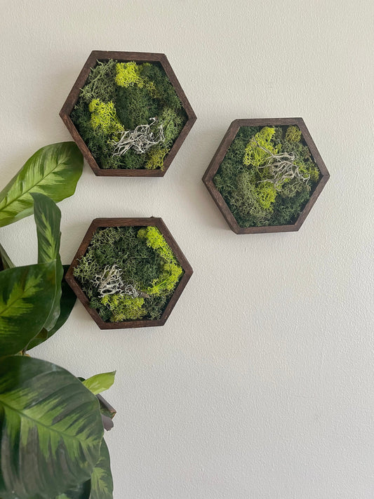 Moss Wall Art | Preserved Moss Wall Decor | Honeycomb Moss Decor | Single to Set of Twelve | Wood Hexagon | Green Reindeer Moss