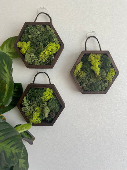 Moss Wall Art | Preserved Moss Wall Decor Honeycomb Moss Decor | Single to Set of Twelve | Wood Hexagon  | Green