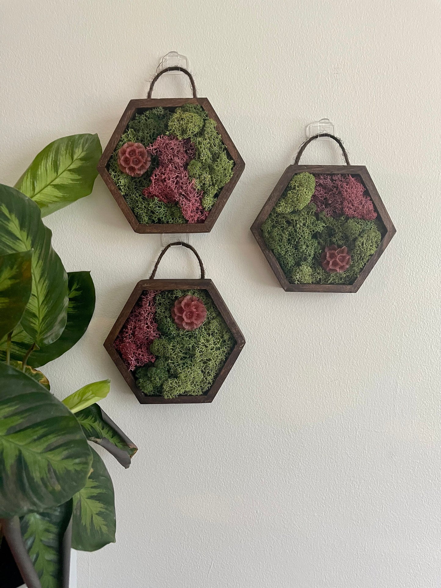 Moss Wall Art | Honeycomb Moss Decor | Single to Set of Twelve | Wood Hexagon | Green/Pink Reindeer Moss | Yellow, Red Or Fuchsia Scabiosa