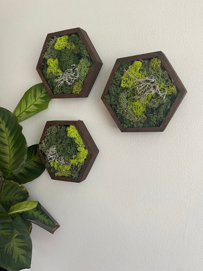 Moss Wall Art | Preserved Moss Wall Decor | Honeycomb Moss Decor | Single to Set of Twelve | Wood Hexagon | Green Reindeer Moss