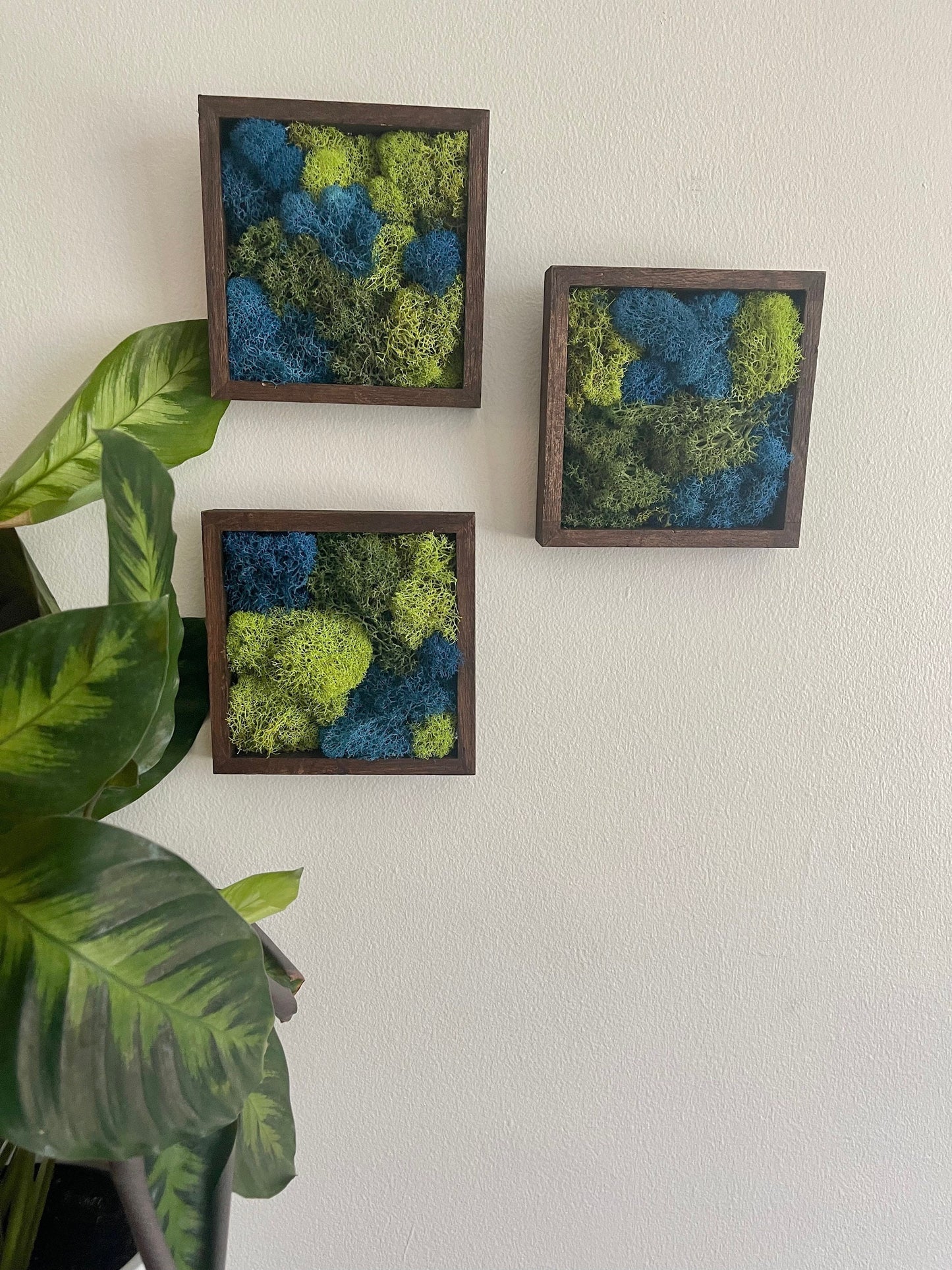 Moss Wall Art | Preserved Moss Art Framed | Square  | Green and Blue Reindeer Moss