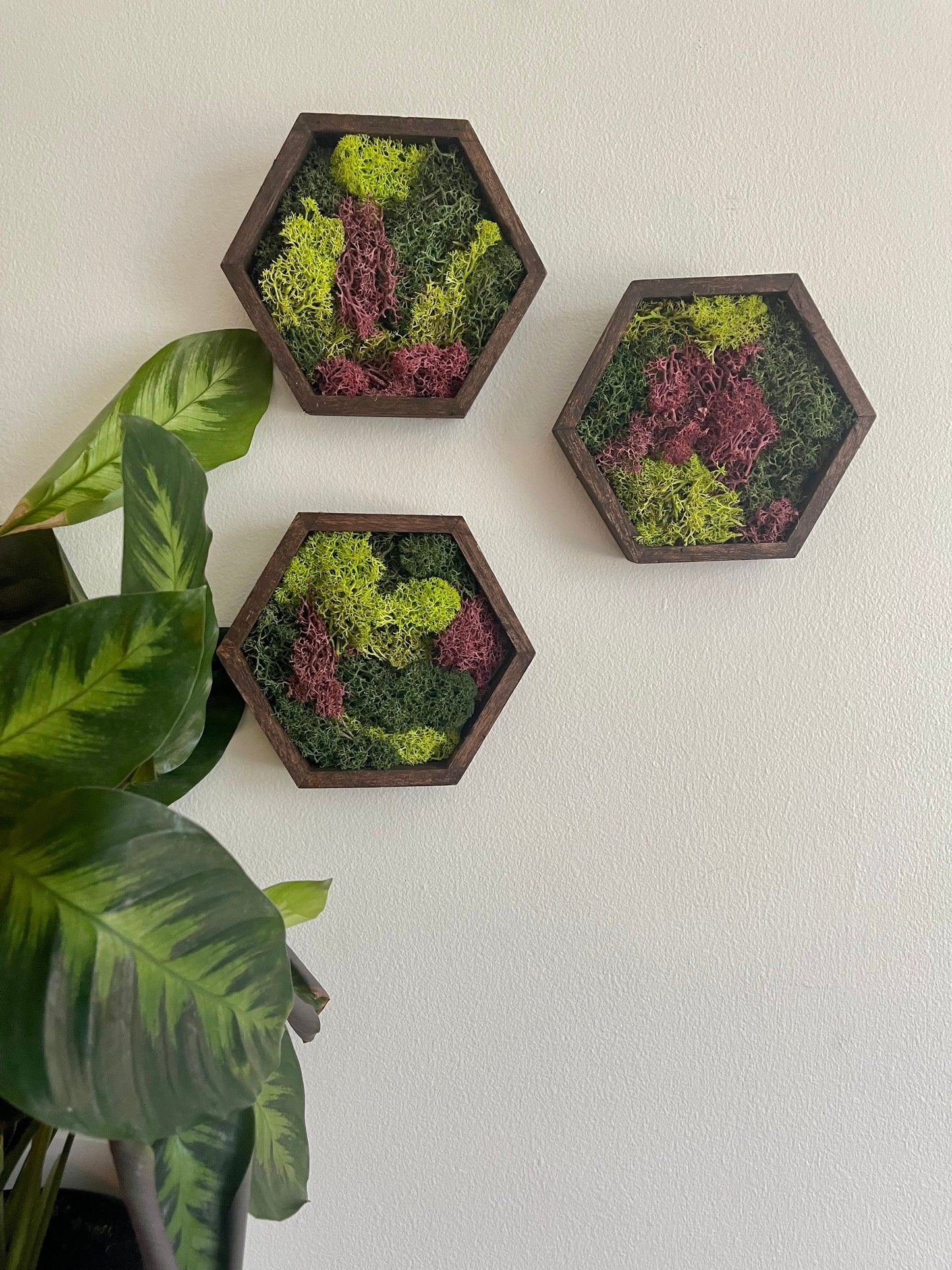 Moss Wall Art | Honeycomb Moss Decor | Single to Set of Twelve | Wood Hexagon  | Green and Pink