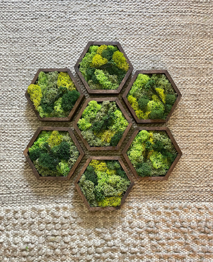 Moss Wall Art | Preserved Moss Wall Decor | Honeycomb Moss Art | Set of One to Twelve | Wood Hexagon | Green