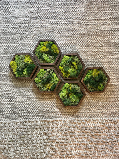 Moss Wall Art | Preserved Moss Wall Decor | Honeycomb Moss Art | Set of One to Twelve | Wood Hexagon | Green