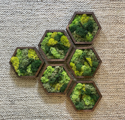 Moss Wall Art | Preserved Moss Wall Decor | Honeycomb Moss Art | Set of One to Twelve | Wood Hexagon | Green