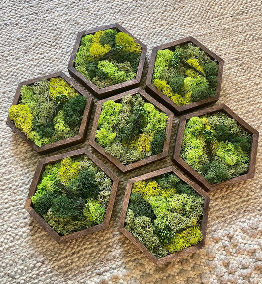 Moss Wall Art | Preserved Moss Wall Decor | Honeycomb Moss Art | Set of One to Twelve | Wood Hexagon | Green