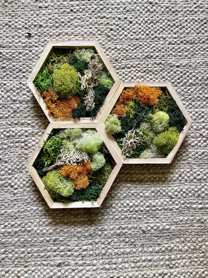 Honeycomb Moss - 5" by 6" - | Preserved Moss Wall Art |  Wall Art  |  Home  Decor  | Wood Hexagon  | Green and Mustard/Orange