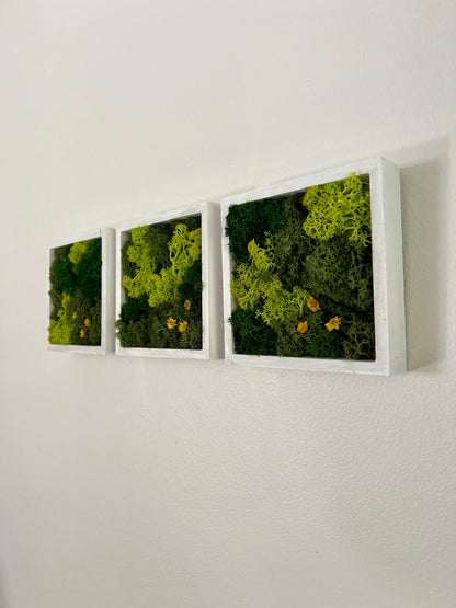 Moss Wall Art | Moss Decor | Single to Set of Twelve | Wood Square Frame  | Preserved Moss | Live Moss | Green | Christmas Gift