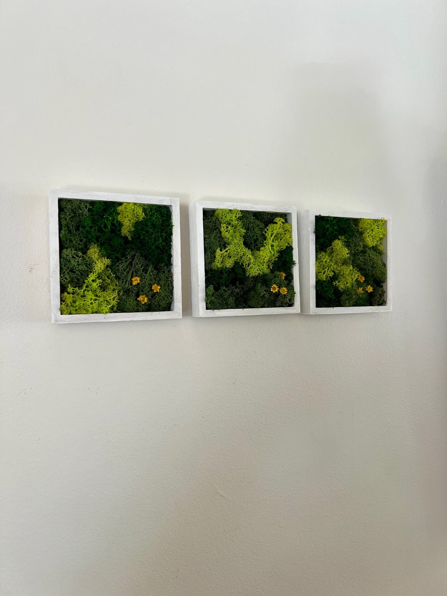 Moss Wall Art | Moss Decor | Single to Set of Twelve | Wood Square Frame  | Preserved Moss | Live Moss | Green | Christmas Gift