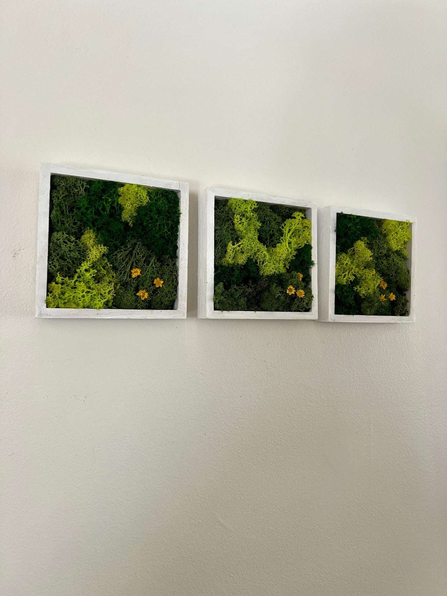 Moss Wall Art | Moss Decor | Single to Set of Twelve | Wood Square Frame  | Preserved Moss | Live Moss | Green | Christmas Gift