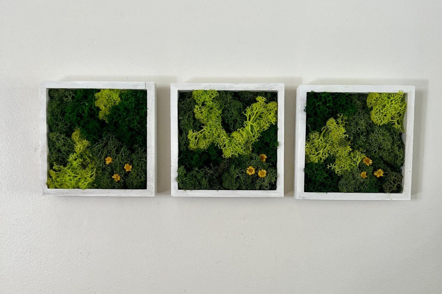 Moss Wall Art | Moss Decor | Single to Set of Twelve | Wood Square Frame  | Preserved Moss | Live Moss | Green | Christmas Gift