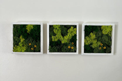 Moss Wall Art | Moss Decor | Single to Set of Twelve | Wood Square Frame  | Preserved Moss | Live Moss | Green | Christmas Gift