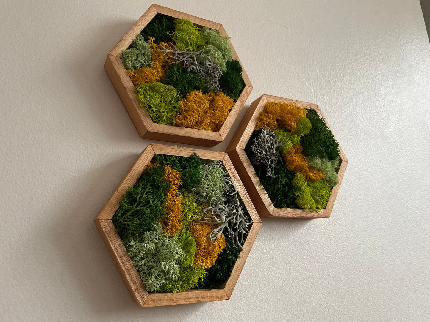 Moss Wall Art | Honeycomb Moss Single to Set of Twelve | Wood Hexagon | Reindeer and Sheet Moss | Moss Wall Art |  Unique Gift