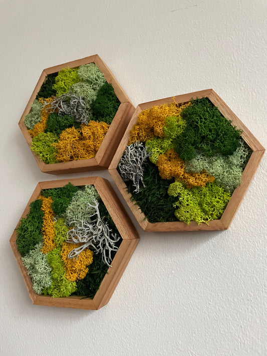 Moss Wall Art | Honeycomb Moss Single to Set of Twelve | Wood Hexagon | Reindeer and Sheet Moss | Moss Wall Art |  Unique Gift