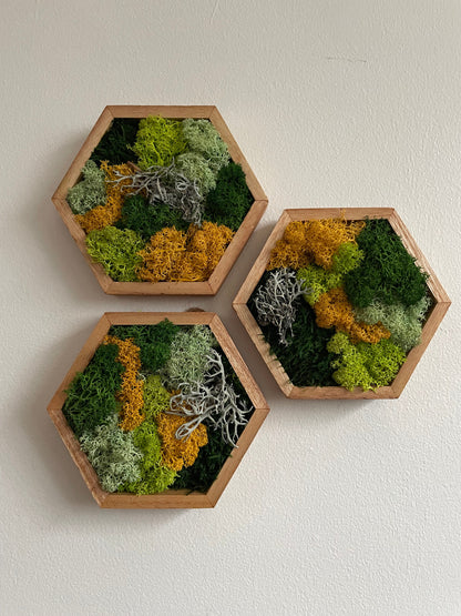 Moss Wall Art | Honeycomb Moss Single to Set of Twelve | Wood Hexagon | Reindeer and Sheet Moss | Moss Wall Art |  Unique Gift