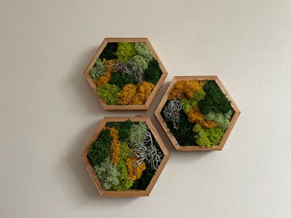 Moss Wall Art | Honeycomb Moss Single to Set of Twelve | Wood Hexagon | Reindeer and Sheet Moss | Moss Wall Art |  Unique Gift