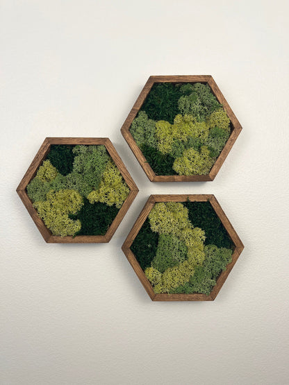 Moss Wall Art | Honeycomb Moss Decor | Single to Set of Twelve | Wood Hexagon  | Green