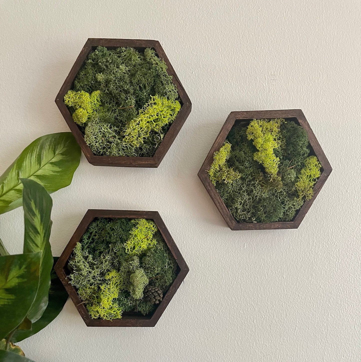 Moss Wall Art | Preserved Moss Wall Decor Honeycomb Moss Decor | Single to Set of Twelve | Wood Hexagon  | Green