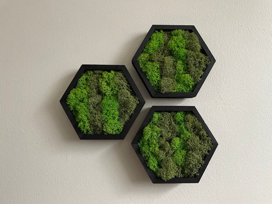 Moss Wall Art | Honeycomb Moss Single to Set of Twelve | Wood Hexagon  | Green Preserved Reindeer Moss |