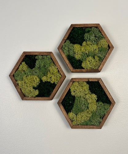 Moss Wall Art | Honeycomb Moss Decor | Single to Set of Twelve | Wood Hexagon  | Green