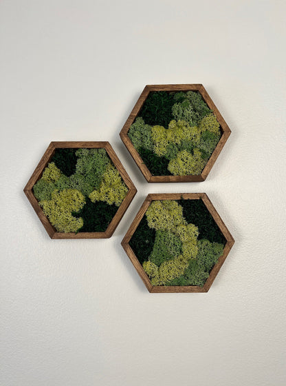 Moss Wall Art | Honeycomb Moss Decor | Single to Set of Twelve | Wood Hexagon  | Green