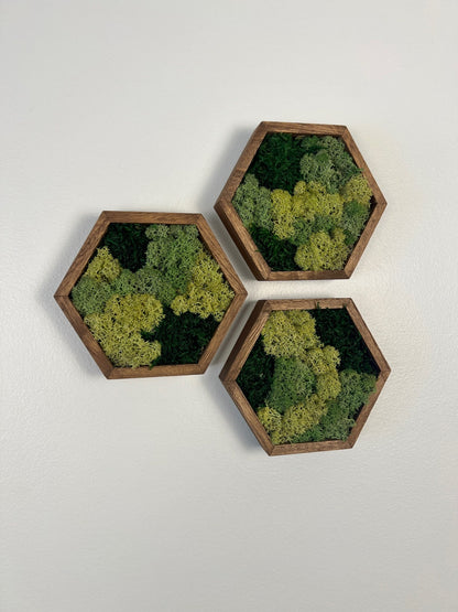 Moss Wall Art | Honeycomb Moss Decor | Single to Set of Twelve | Wood Hexagon  | Green