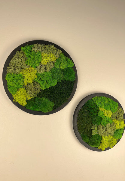 Moss Wall Art Circle Frame | Preserved Moss Art Framed | Moss Wall Decor | Single or Set of 2 | Reindeer & Sheet Moss | Mothers Day