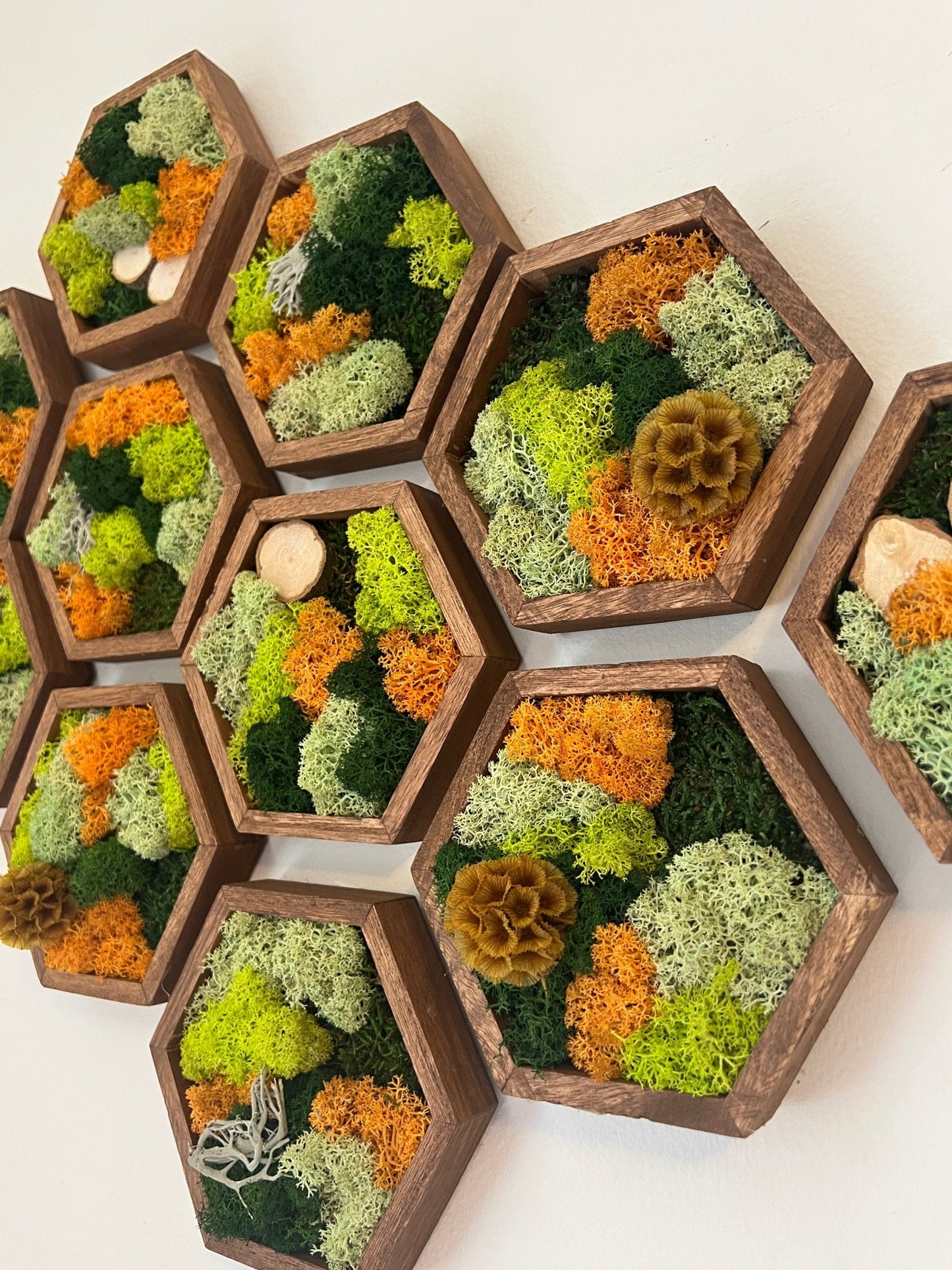 Moss Wall Art | Honeycomb Moss Single to Set of Twelve | Wood Hexagon | Reindeer & Sheet Moss | Moss Wall Art | Wood Scabiosa Bark | Unique