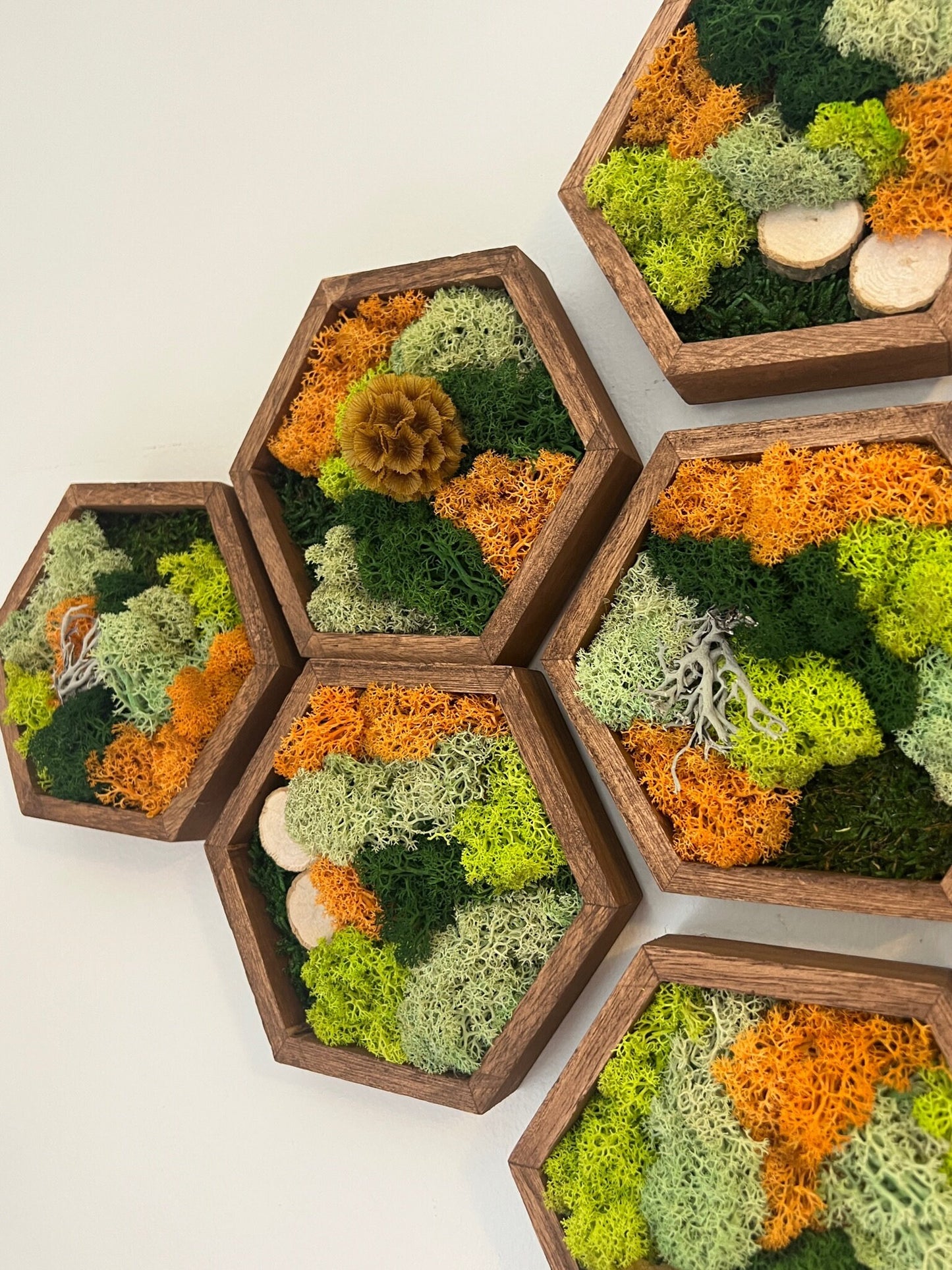 Moss Wall Art | Honeycomb Moss Single to Set of Twelve | Wood Hexagon | Reindeer & Sheet Moss | Moss Wall Art | Wood Scabiosa Bark | Unique