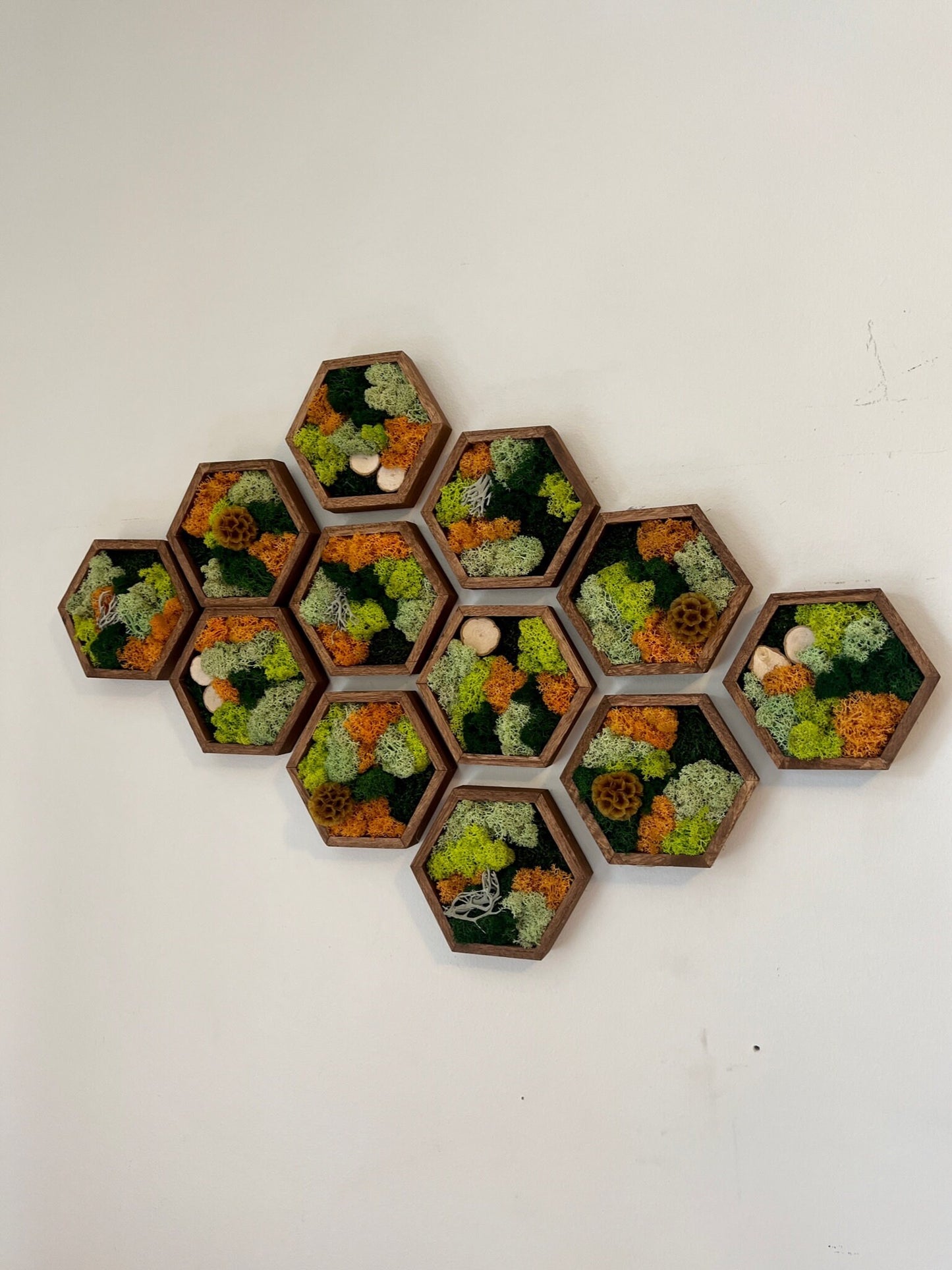 Moss Wall Art | Honeycomb Moss Single to Set of Twelve | Wood Hexagon | Reindeer & Sheet Moss | Moss Wall Art | Wood Scabiosa Bark | Unique