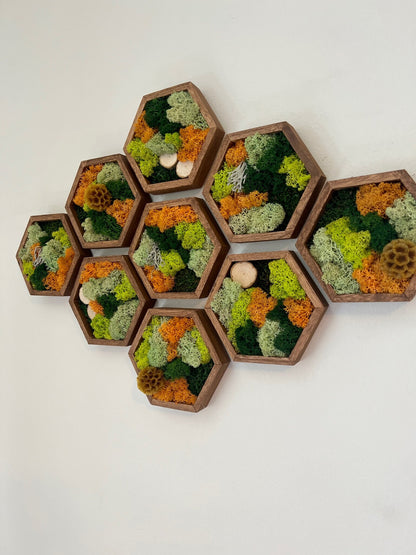 Moss Wall Art | Honeycomb Moss Single to Set of Twelve | Wood Hexagon | Reindeer & Sheet Moss | Moss Wall Art | Wood Scabiosa Bark | Unique