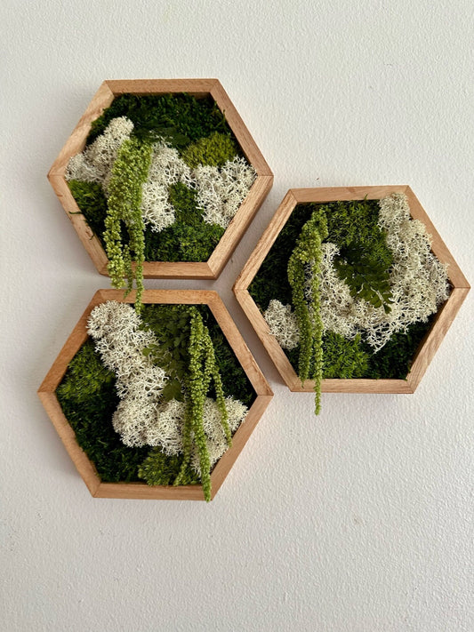 Moss Wall Art | Honeycomb Moss Single to Set of Twelve | Wood Hexagon | Reindeer, Pole, Sheet Moss Amaranthus | Moss Wall Art |  Unique Gift