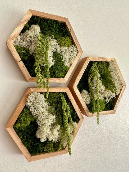 Moss Wall Art | Honeycomb Moss Single to Set of Twelve | Wood Hexagon | Reindeer, Pole, Sheet Moss Amaranthus | Moss Wall Art |  Unique Gift